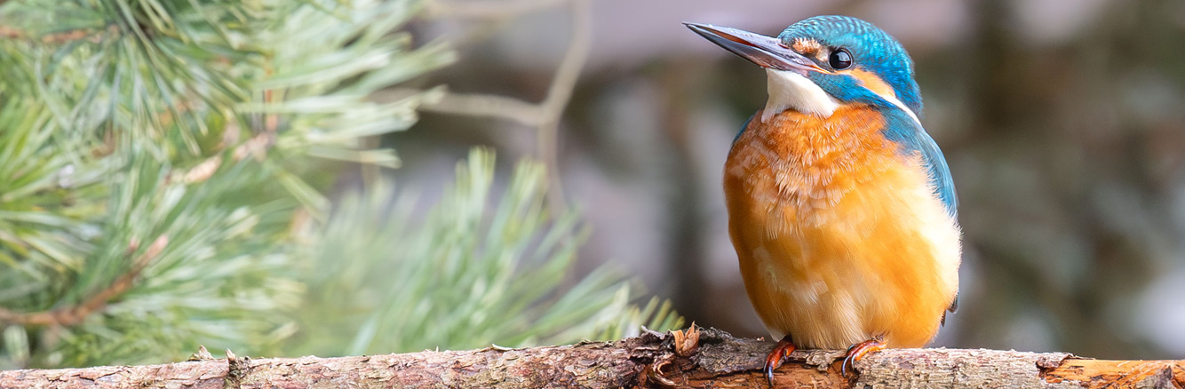 Heimische Fauna