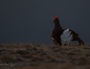 850 8234 verbessert nr